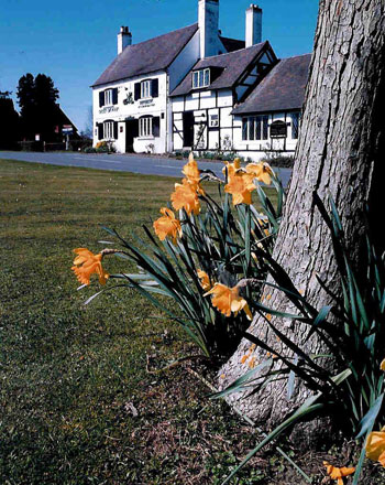 Green Dragon Sambourne