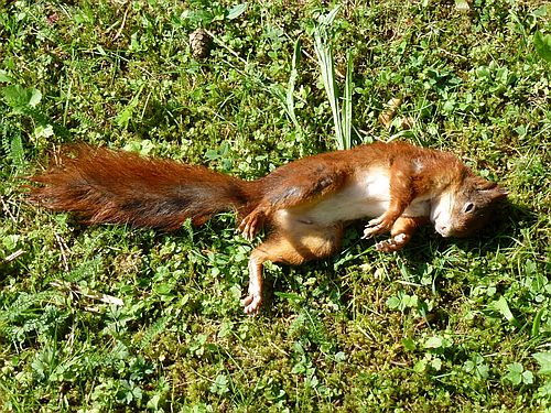 Dead Squirrel